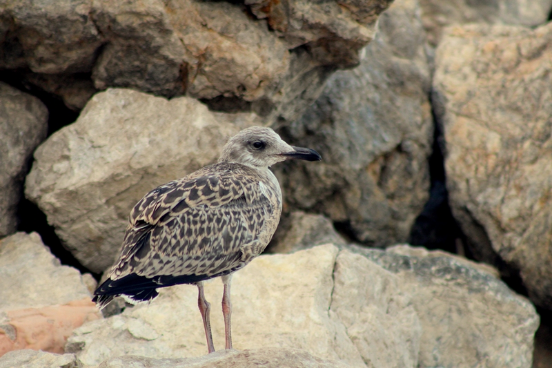 Audouin`s Gull