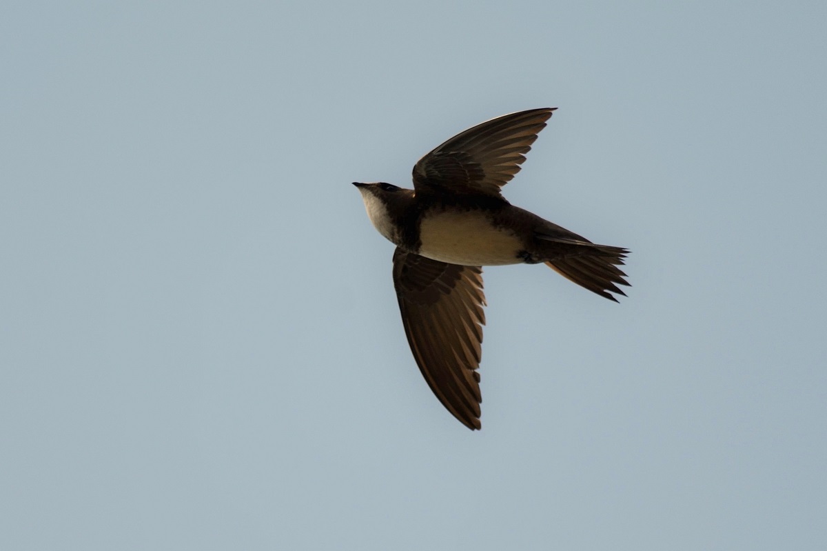 Alpine Swift