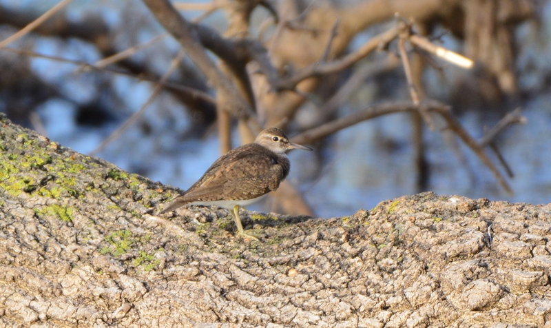 Common Sandpiper