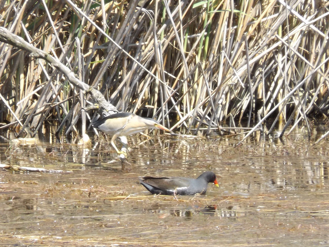 Little Bittern