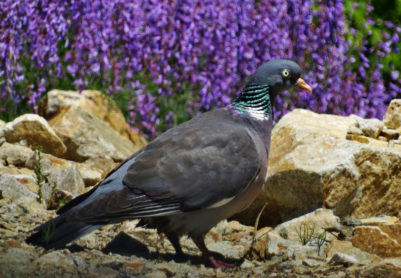 Common Wood Pigeon