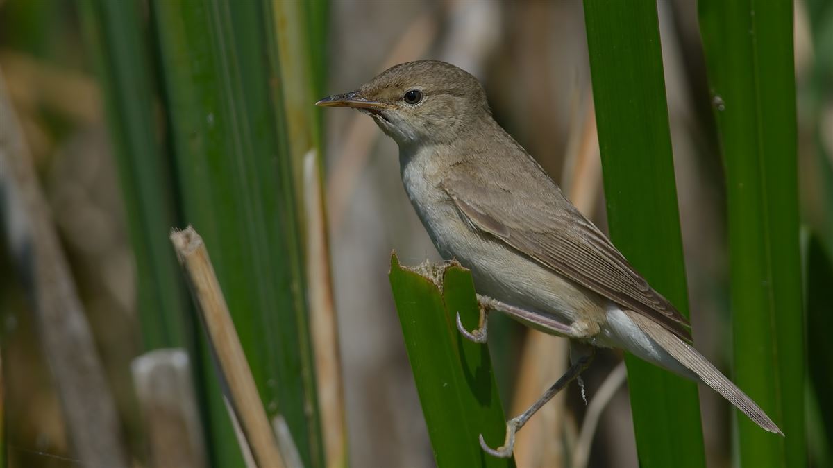 Common Reed Warbler