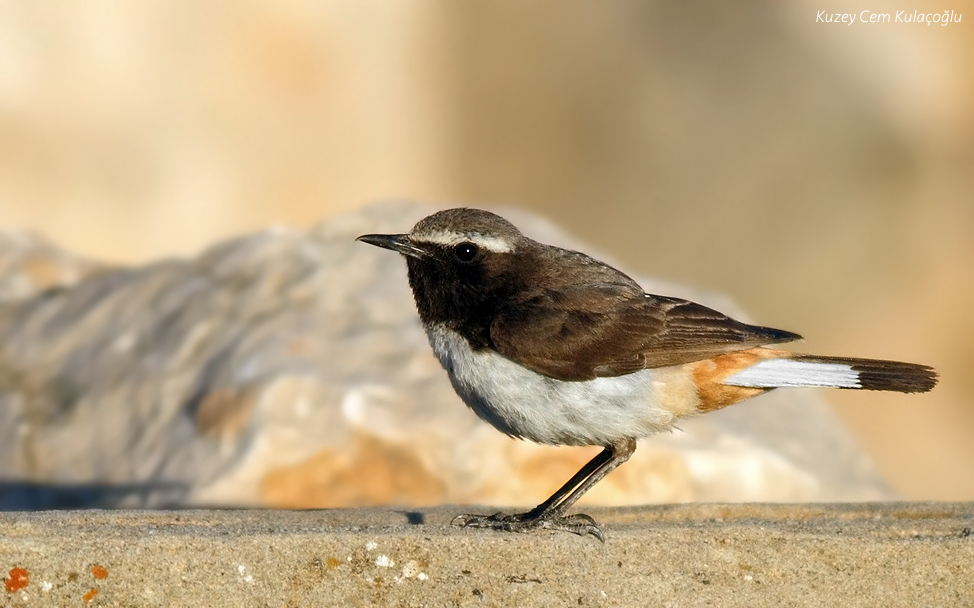 Red-tailed Wheatear