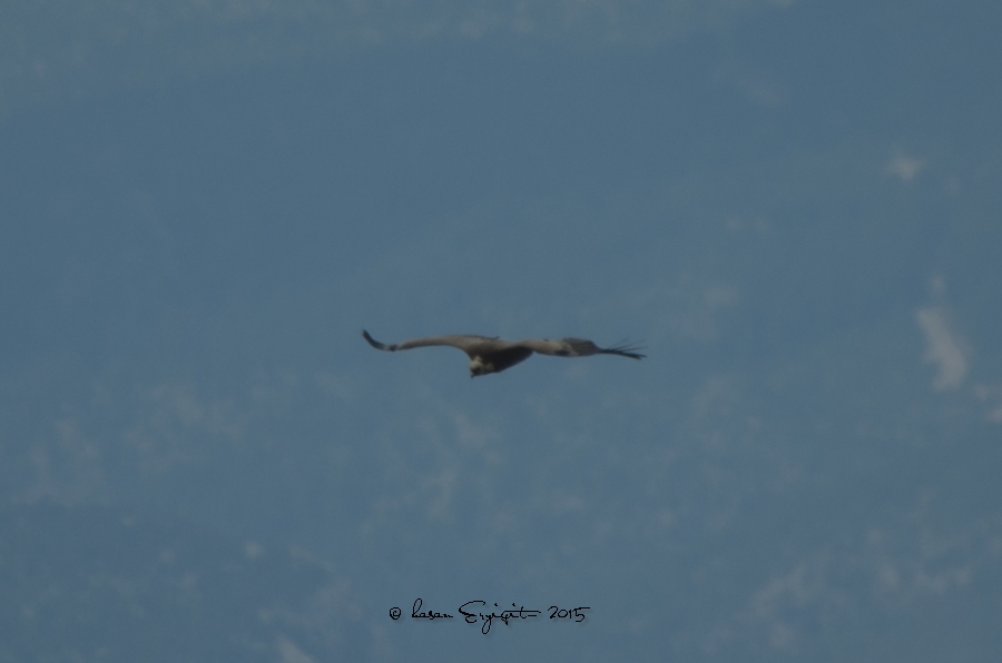 Griffon Vulture