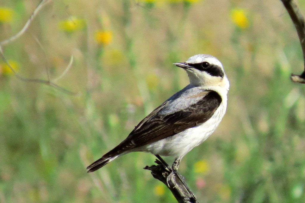 Northern Wheatear
