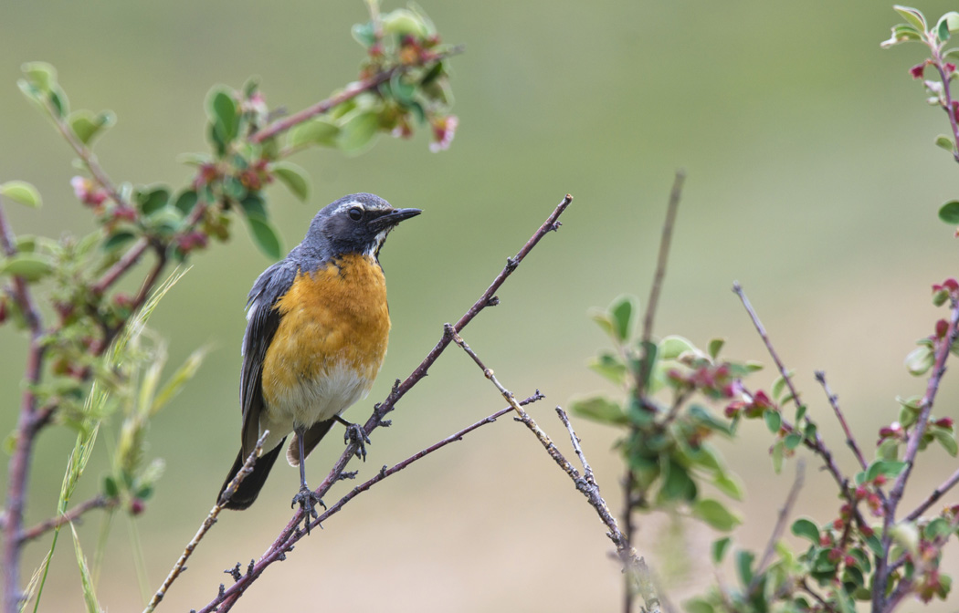 White-throated Robin