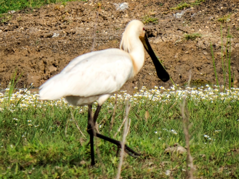 Eurasian Spoonbill