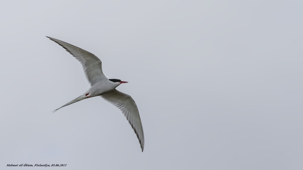 Arctic Tern