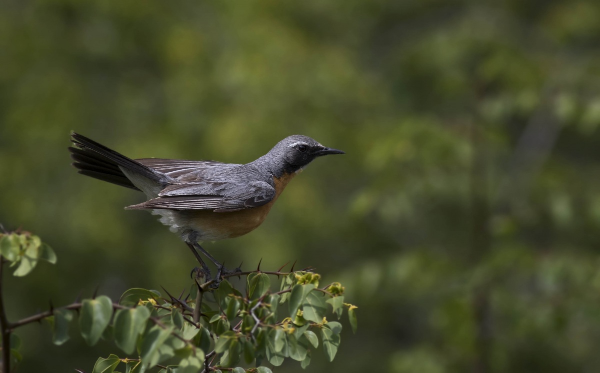 White-throated Robin