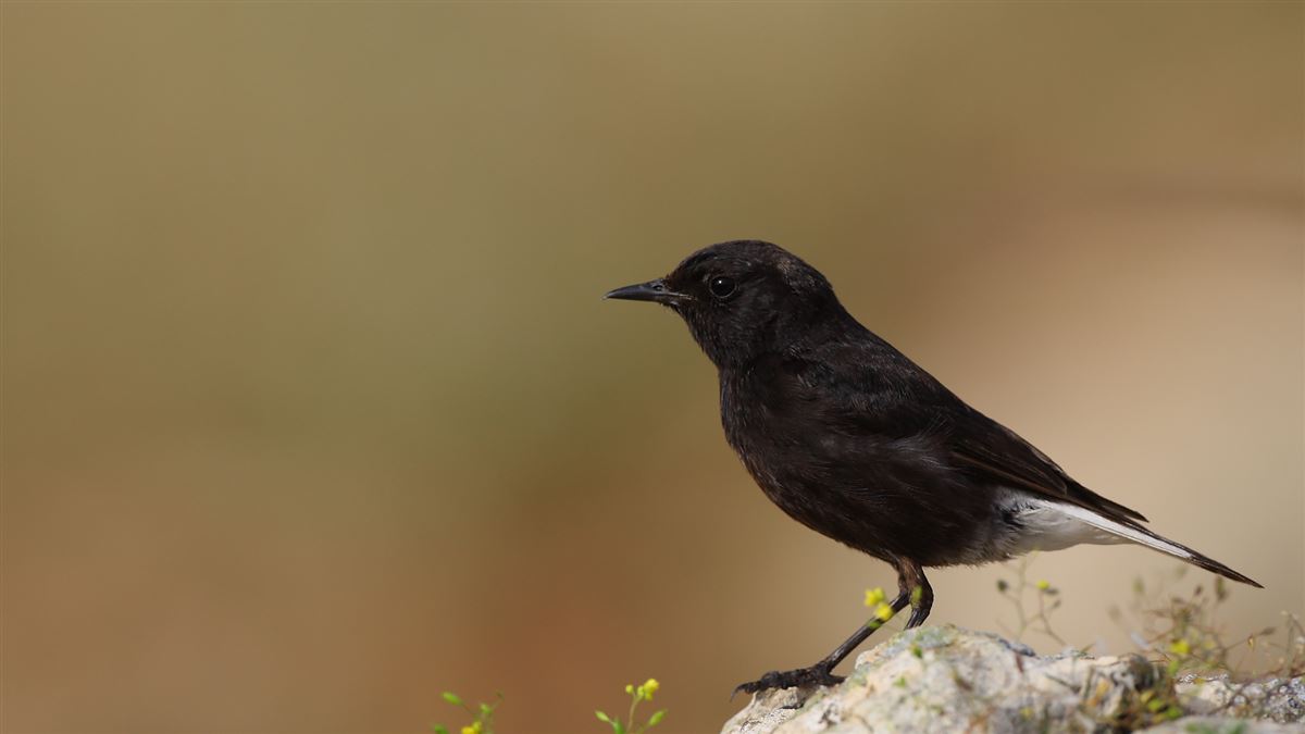 Mourning Wheatear