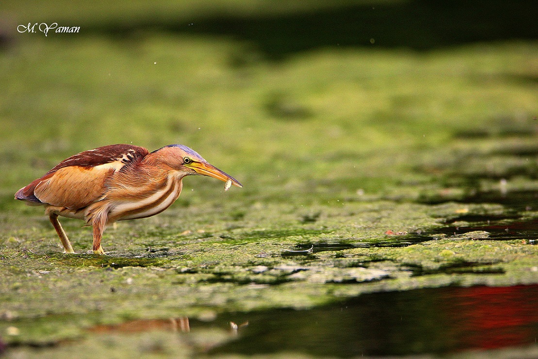 Little Bittern