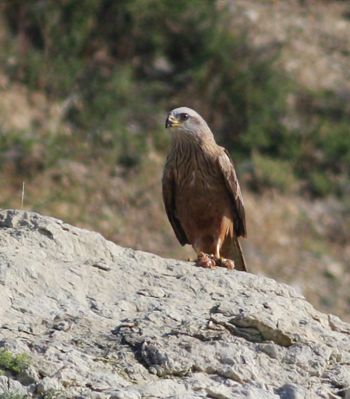 Black Kite