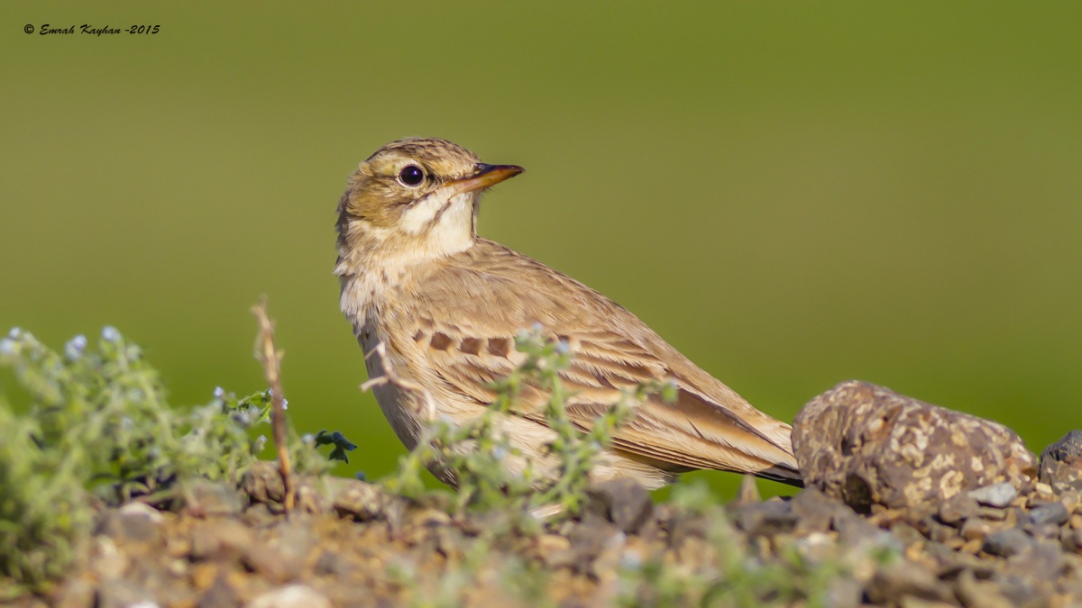 Tawny Pipit