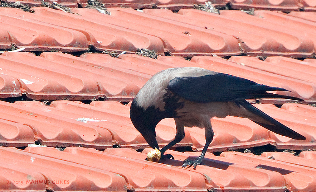Hooded Crow