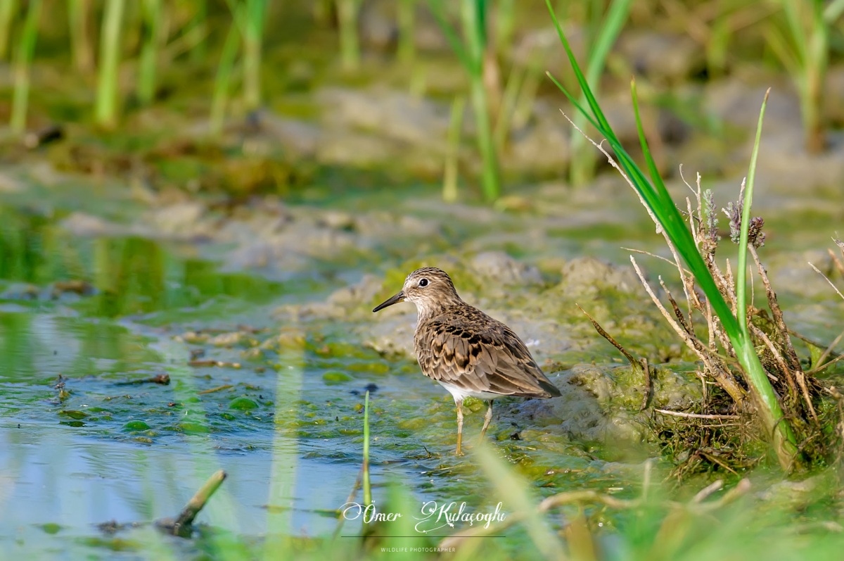 Temminck`s Stint
