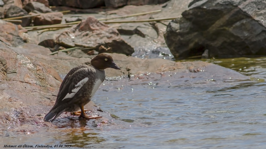 Common Goldeneye