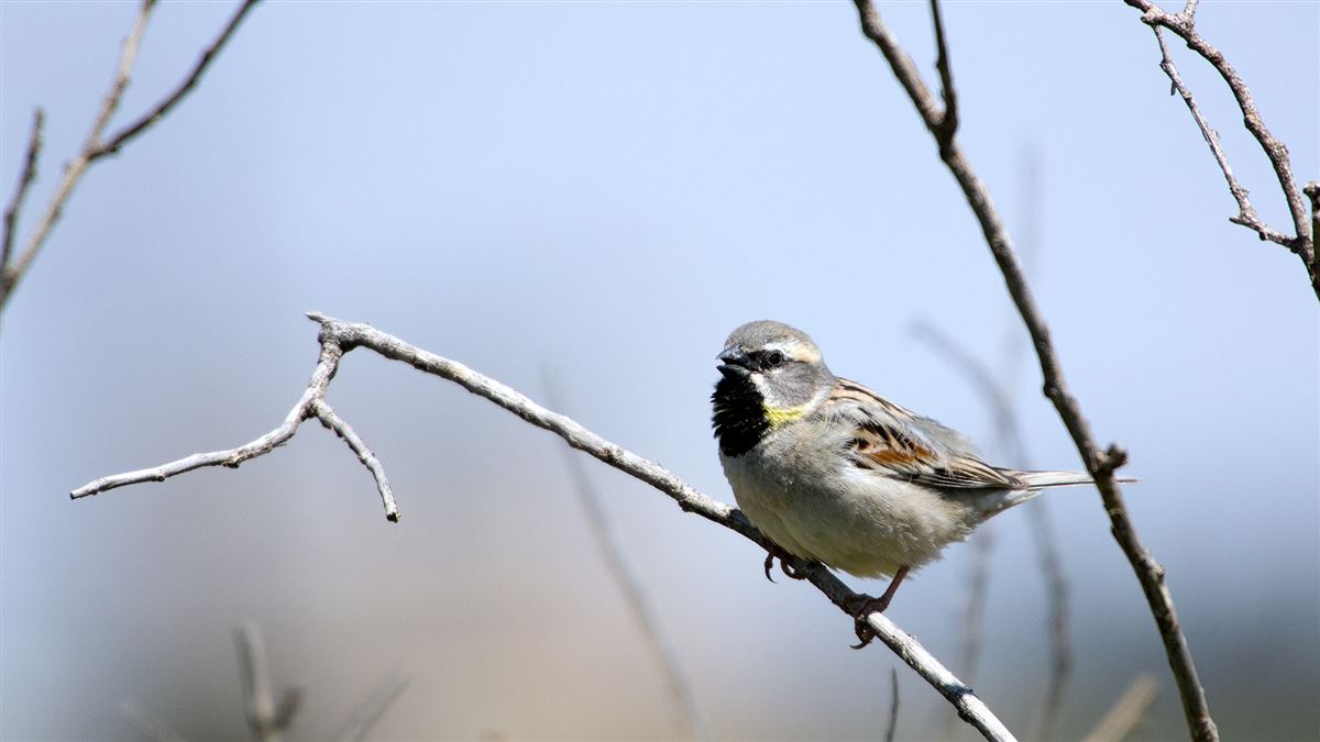Dead Sea Sparrow