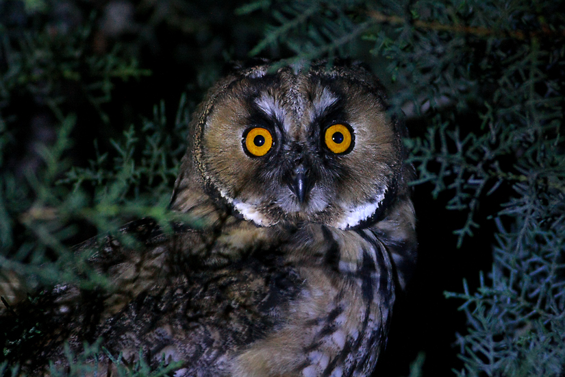 Long-eared Owl