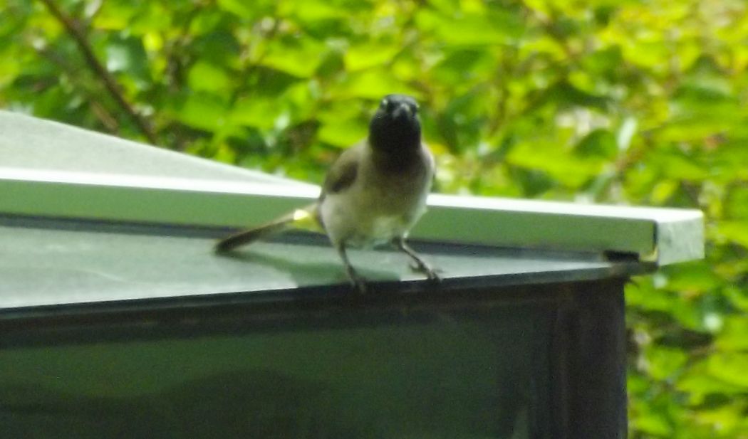 White-spectacled Bulbul