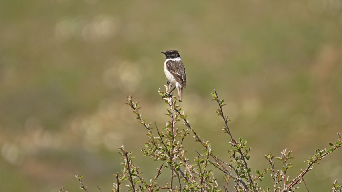 Siberian Stonechat