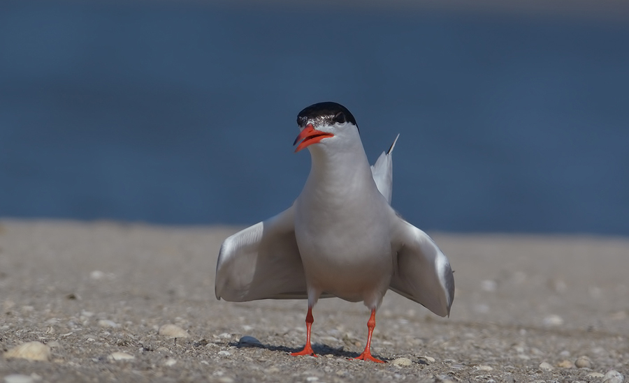 Common Tern