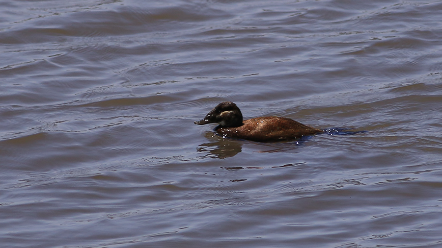 White-headed Duck