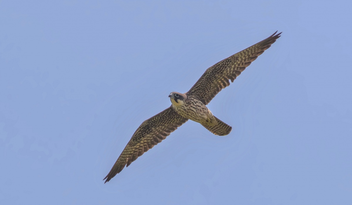 Eleonora`s Falcon