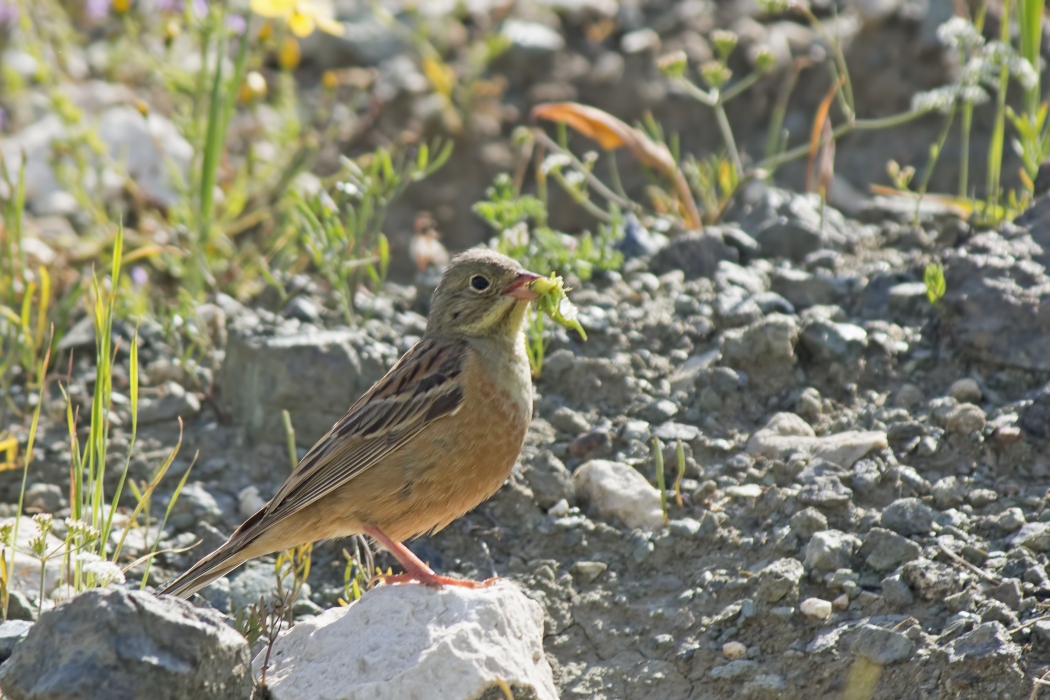 Ortolan Bunting