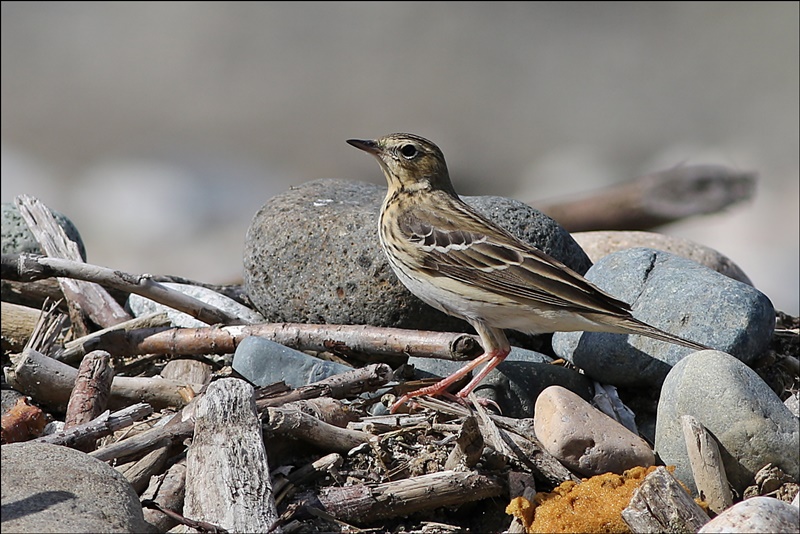 Tree Pipit