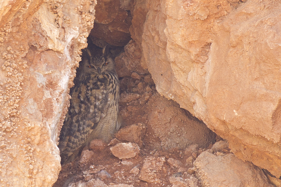 Eurasian Eagle-Owl