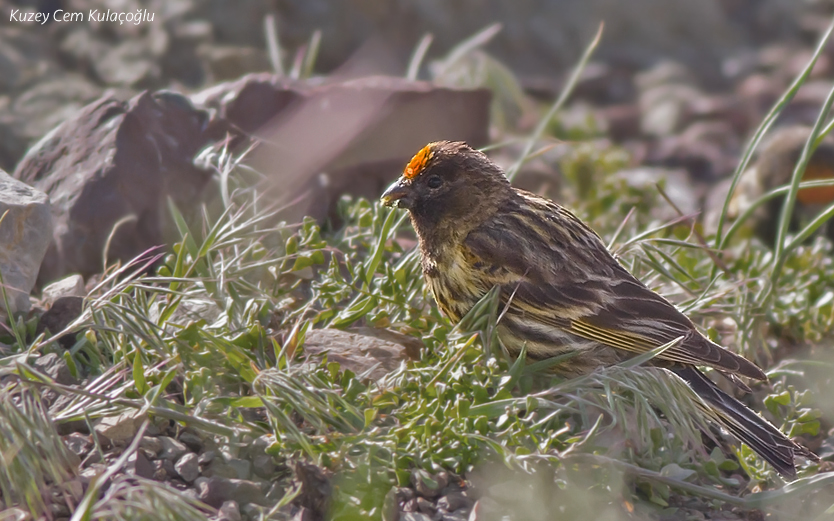Red-fronted Serin