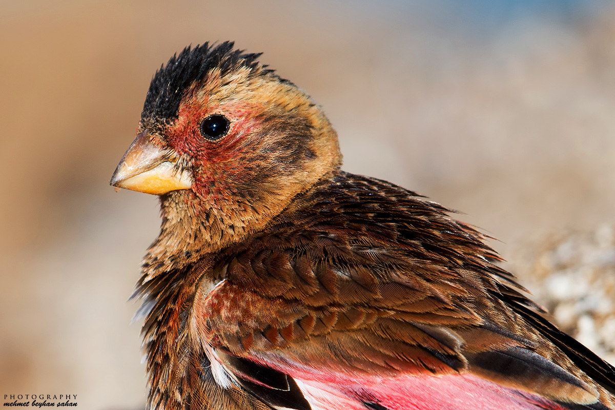 Crimson-winged Finch