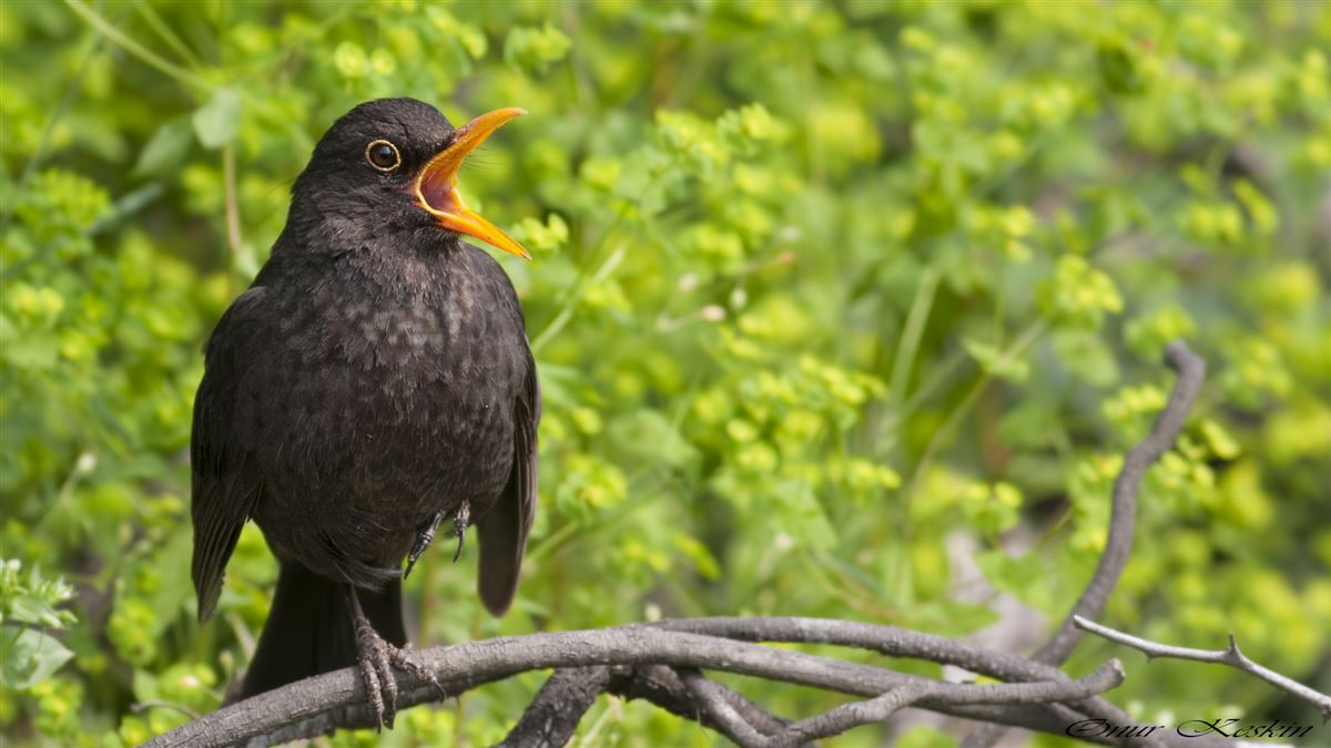 Common Blackbird