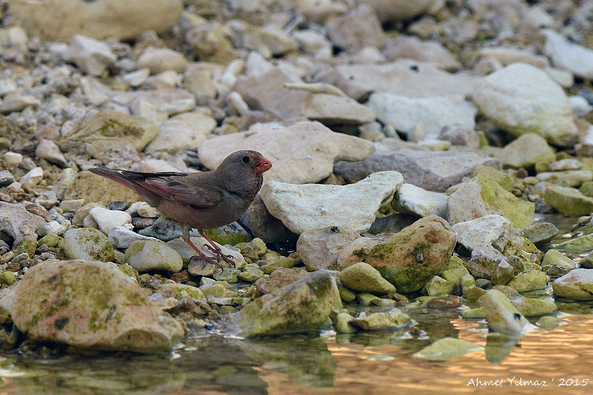 Trumpeter Finch