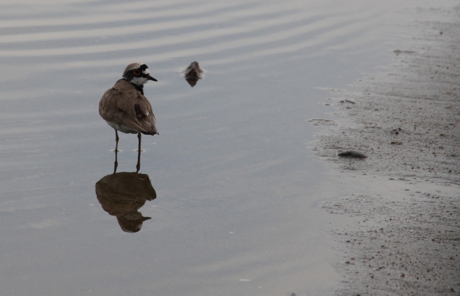Little Ringed Plover