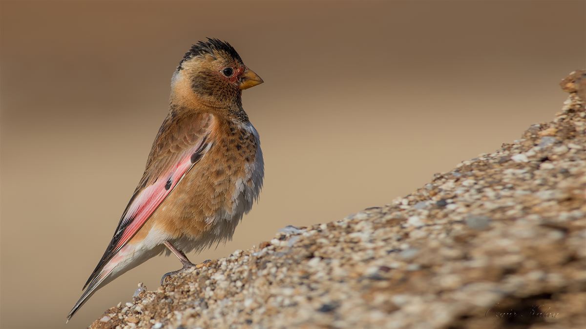 Crimson-winged Finch