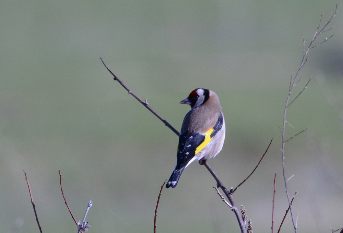 European Goldfinch