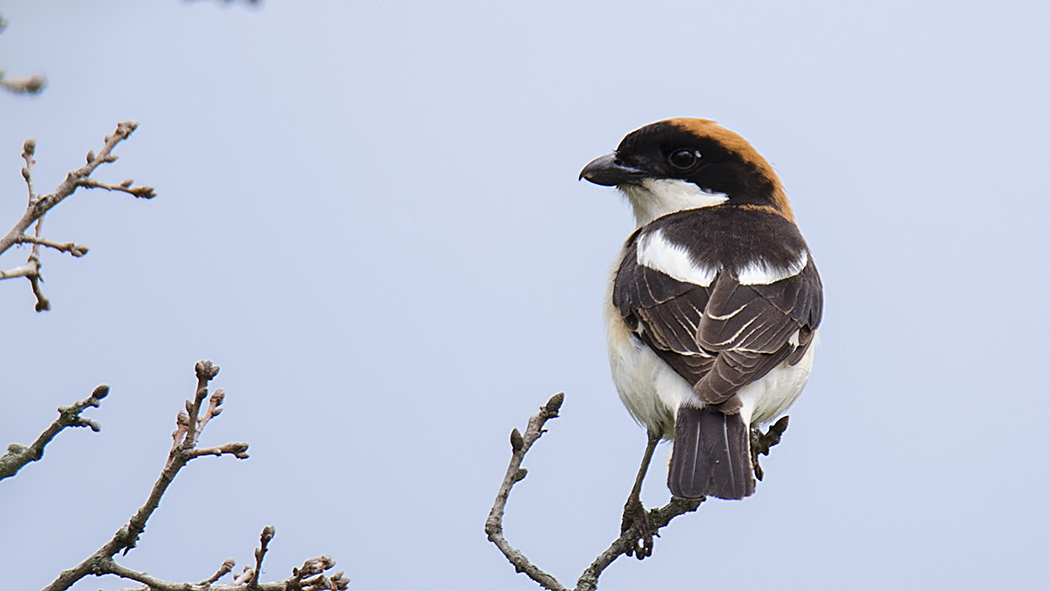 Woodchat Shrike