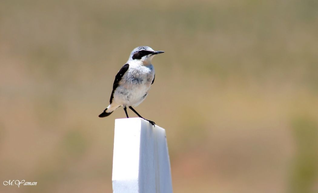 Northern Wheatear