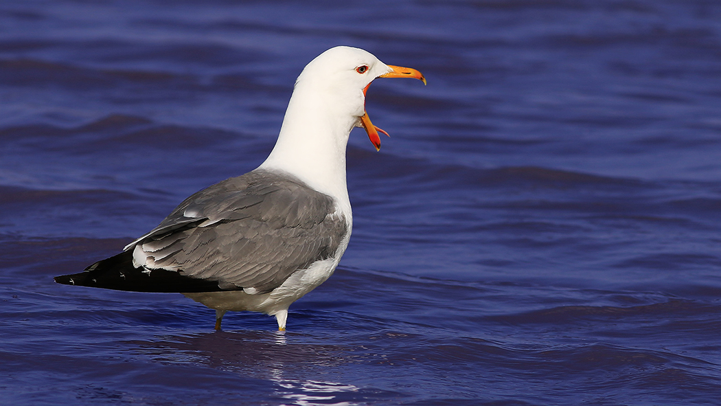 Armenian Gull