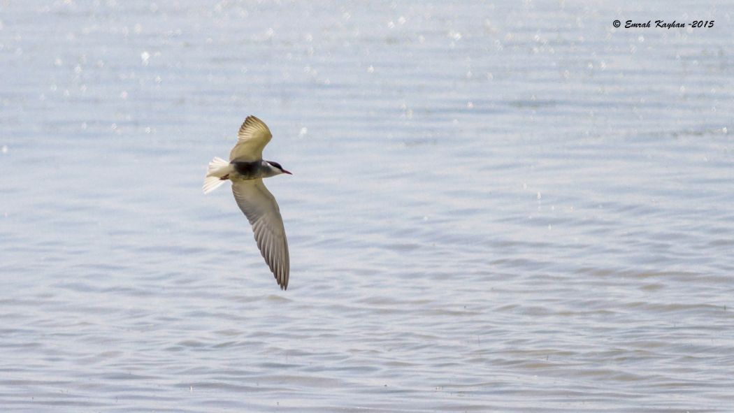 Whiskered Tern