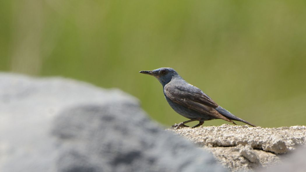 Blue Rock Thrush