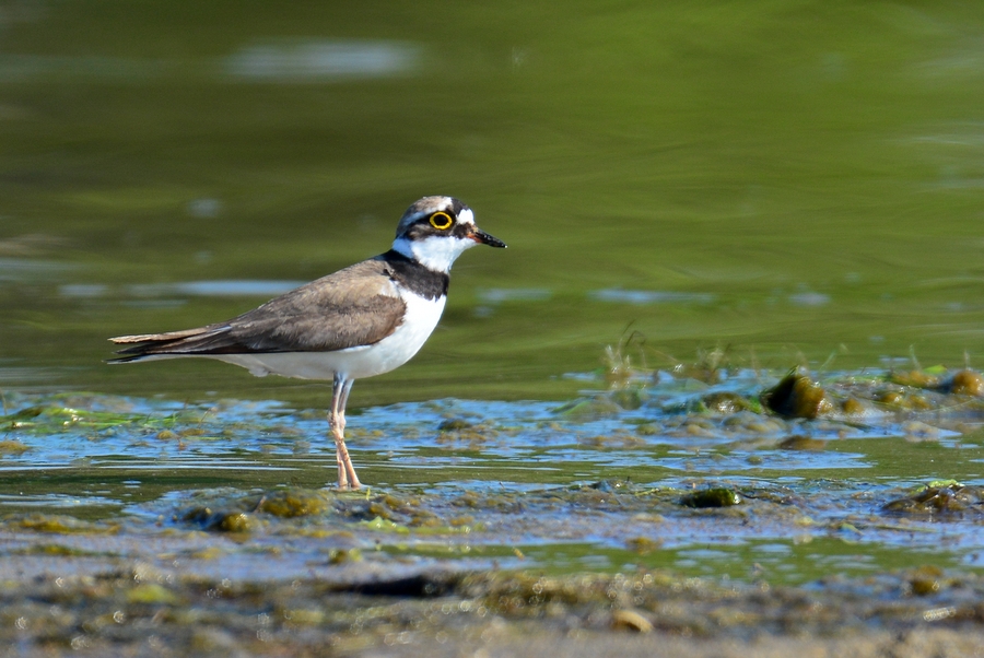 Little Ringed Plover