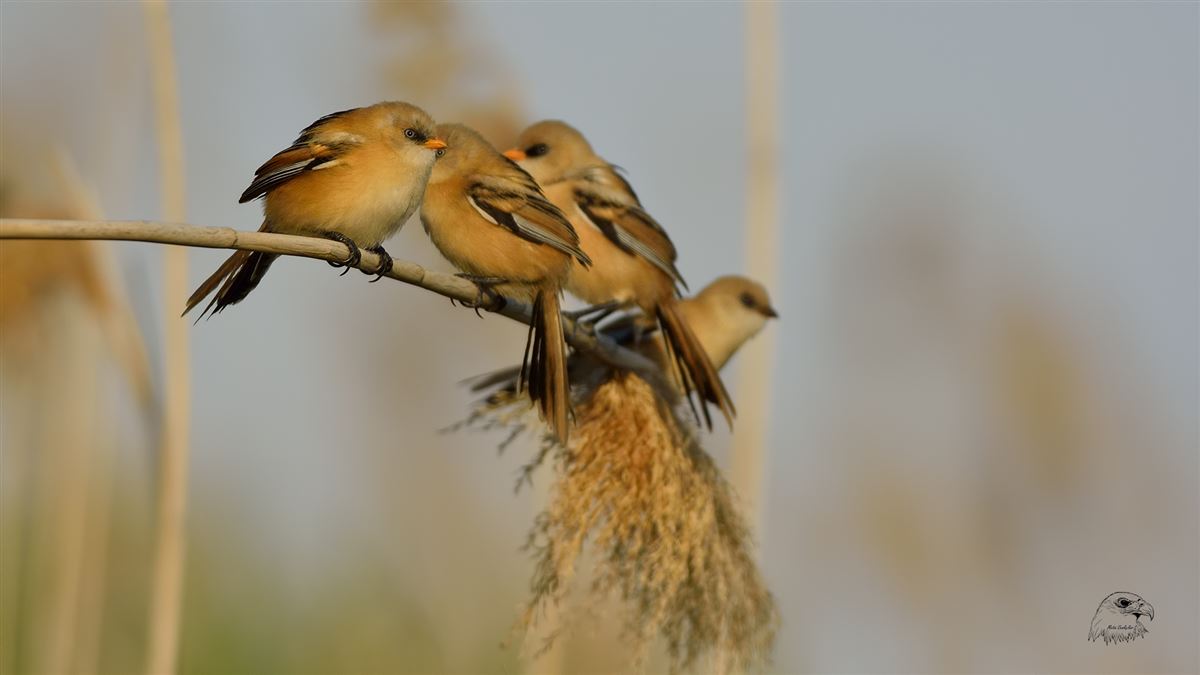 Bearded Reedling