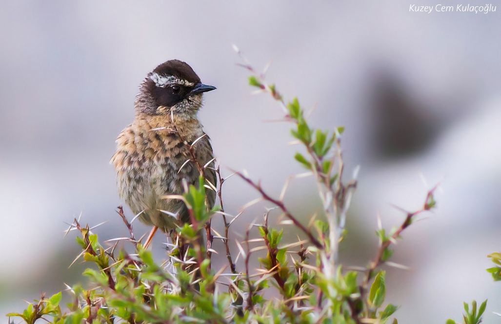 Radde`s Accentor
