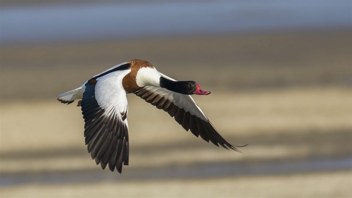 Common Shelduck