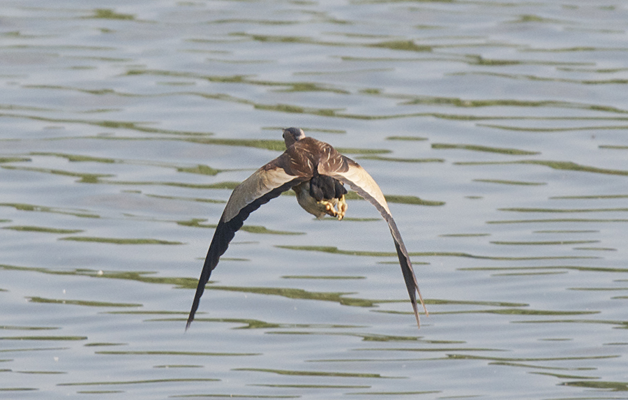 Little Bittern