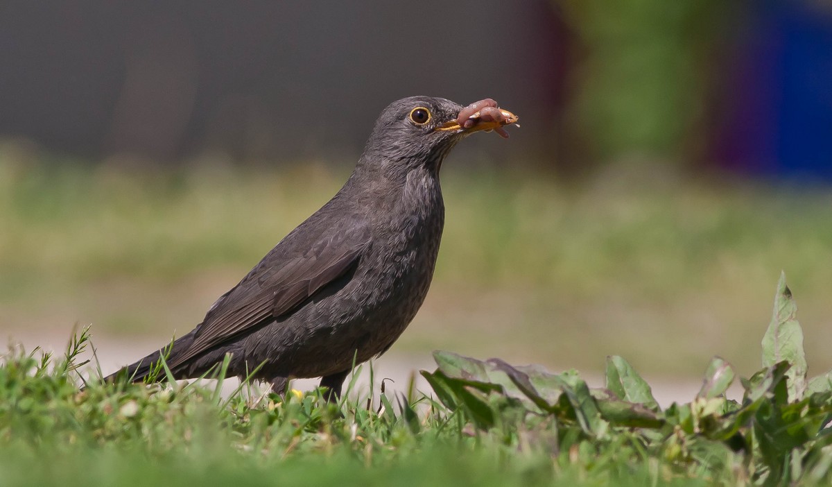 Common Blackbird