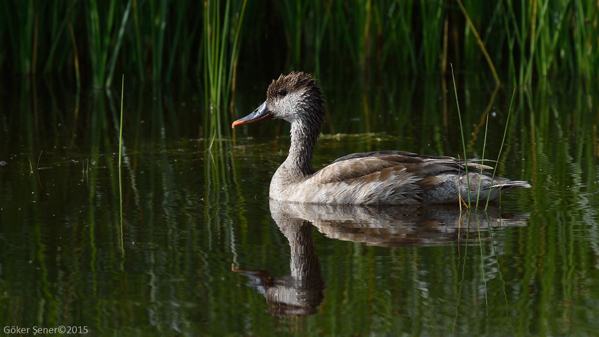 Red-crested Pochard