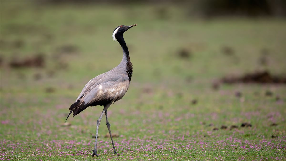 Telli Turna